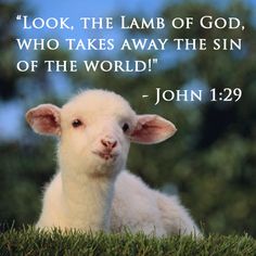 lamb scripture image